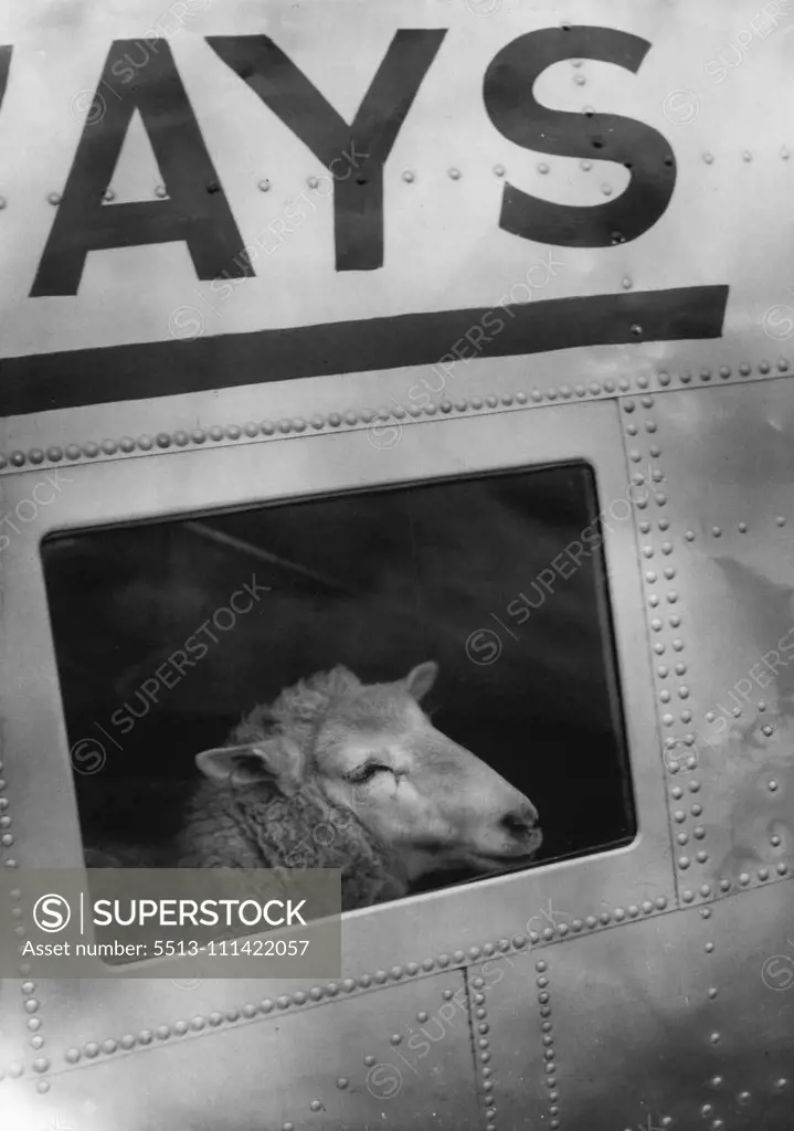 206A - Air Freight & Cargo Planes. December 4, 1952. A sheep looking out an airplane window.