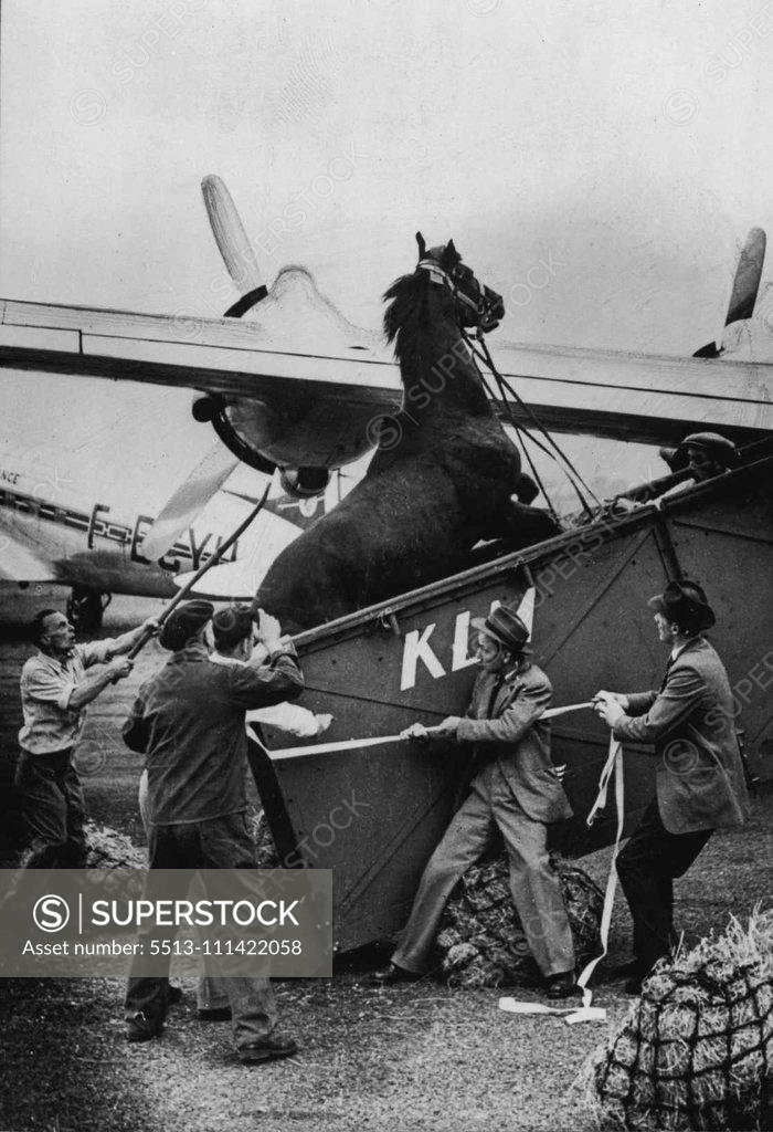 Stock Photo: 5513-111422058 Sunruler plays up as attendants try to get him aboard an aircraft in Paris. He was one of 18 of the Aga Khan’s racehorses, drawn from England, Ireland and France, flown to America for sale. The sale is expected to realise about 1-million dollars. August 14, 1954. (Photo by Sport & General Press Agency, Limited).
