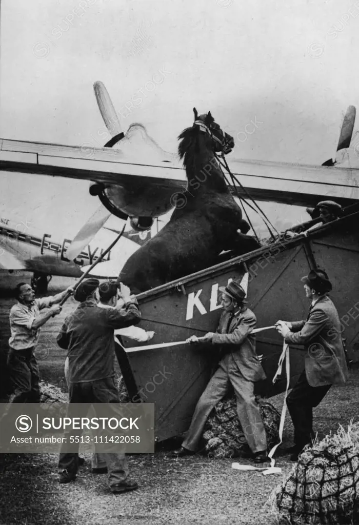 Sunruler plays up as attendants try to get him aboard an aircraft in Paris. He was one of 18 of the Aga Khan’s racehorses, drawn from England, Ireland and France, flown to America for sale. The sale is expected to realise about 1-million dollars. August 14, 1954. (Photo by Sport & General Press Agency, Limited).