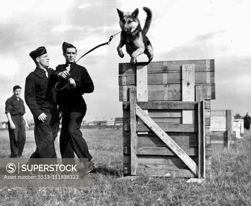 Stock Photo: 5513-111538323 German G.I.'s (Third of Six) - Dogs, trained and handled by the German workers, are used in labor service unit operations. This husky specimen navigates a series of hurdles during training at a Frankfurt Kennel. November 3, 1950. (Photo by ACME).