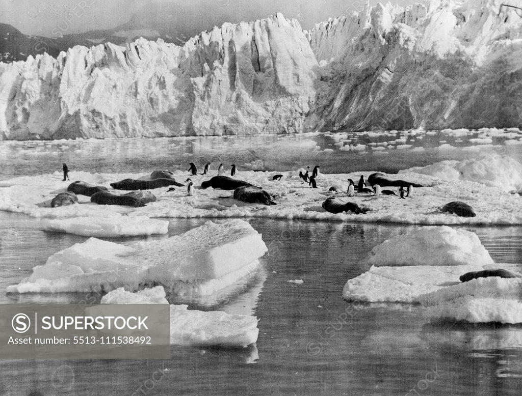 Stock Photo: 5513-111538492 An Antarctic Ferry: Seals and penguins on ***** drifting past the seaface of an intensely ***** glacier, Enderby Land, Antarctica. May 23, 1930. (Photo by Captain Frank Hurley, The Herald Feature Service).
