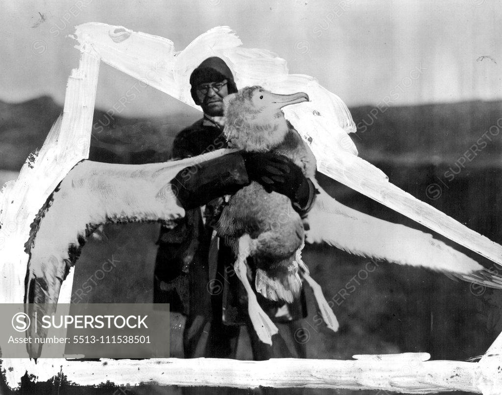 Stock Photo: 5513-111538501 A Belle of Crozet: Dr. Ingram of the B.A.N.Z. Antarctic Expedition staff is holding a bonny young albatross captured at Crozet Island. The specimen which is eleven months old has a wing spread of ten feet and weighed 25 pounds. February 13, 1930. (Photo by Captain Frank Hurley, The Herald Feature Service).