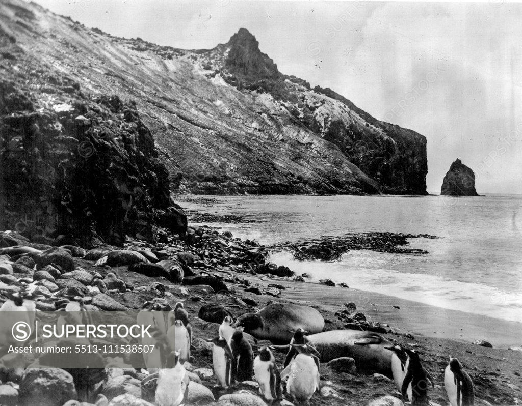 Stock Photo: 5513-111538507 Peace after storm: A charming corner of cobbly beach hemmed in by the rugged bluff of point Kosmos, Possession island (Crozet Group), photographed during a lull between storms. A coterie of Gentoo Penguins and sea-elephants are taking advantage of the fine weather to do a little sun-baking. February 13, 1930. (Photo by Captain Frank Hurley, The Herald Feature Service).
