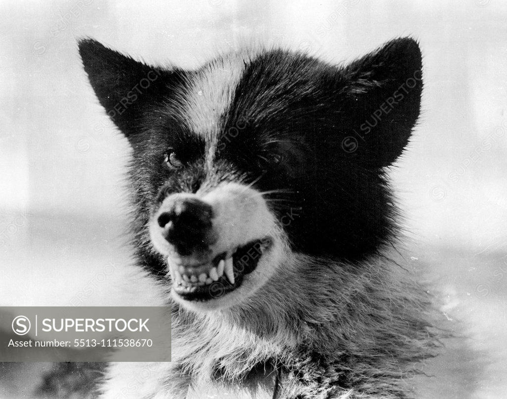Stock Photo: 5513-111538670 Oxford University Ellesmere Land Expedition: A fine study of one of the expedition's dogs. June 24, 1935. (Photo by The Times).