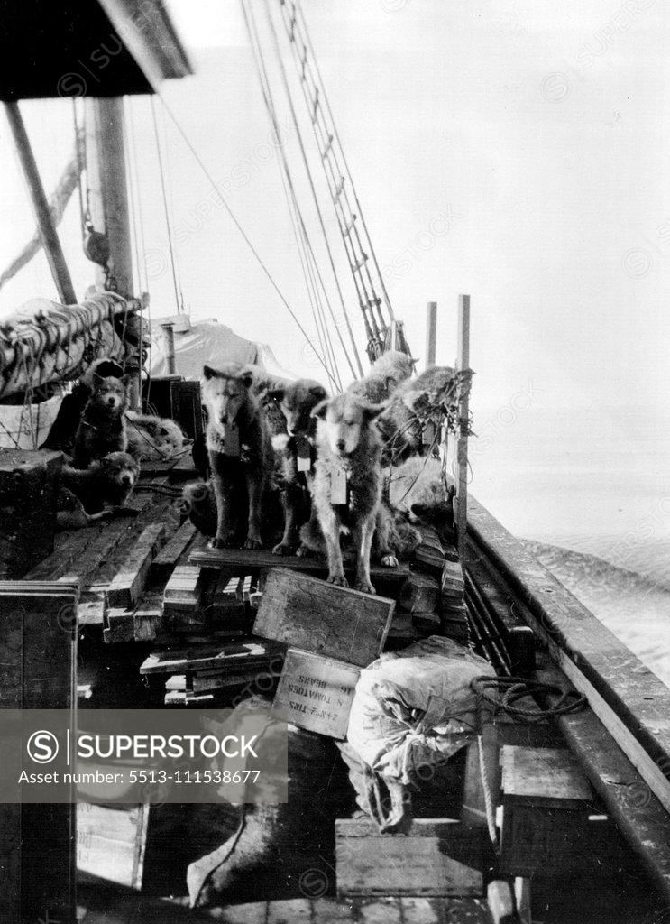 Stock Photo: 5513-111538677 Ellemere Land Expedition: Some of the Expedition dogs on board the "Signalhorn", approaching Thule, N.W. Greenland. November 26, 1934.