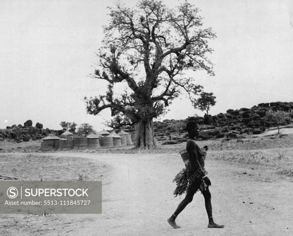 Stock Photo: 5513-111845727 The Furafura Pagans Of The Gold Coast (Northern Territories) -- A Furafura woman crosses the road. She wears a bunch of leaves behind and a few in front. The Furafura are said to be a very moral people. May 02, 1955. (Photo by Pictorial Press).;The Furafura Pagans Of The Gold Coast (Northern Territories) -- A Furafura woman crosses the road. She wears a bunch of leaves behind and a few in front. The Furafura are said to be a very moral people.