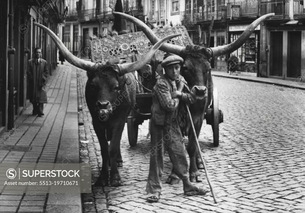 Portugal -- A pair of exceedingly handsome horns and also in this particular case, a very handsome carved yoke. 
The owners are very proud of their yokes. This picture was taken in Oporto.
A great deal of the country haulage is done by bullocks. These rather slow but patient animals trudge along the highway yoked together in Pairs, drawing considerable loads. They all look in a very good condition and many of them have very fine horns. February 09, 1948. (Photo by Sport & General Press Agency, Limited).