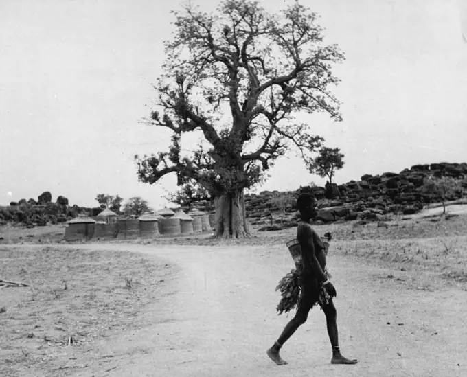 The Furafura Pagans Of The Gold Coast (Northern Territories) -- A Furafura woman crosses the road. She wears a bunch of leaves behind and a few in front. The Furafura are said to be a very moral people. May 02, 1955. (Photo by Pictorial Press).;The Furafura Pagans Of The Gold Coast (Northern Territories) -- A Furafura woman crosses the road. She wears a bunch of leaves behind and a few in front. The Furafura are said to be a very moral people.