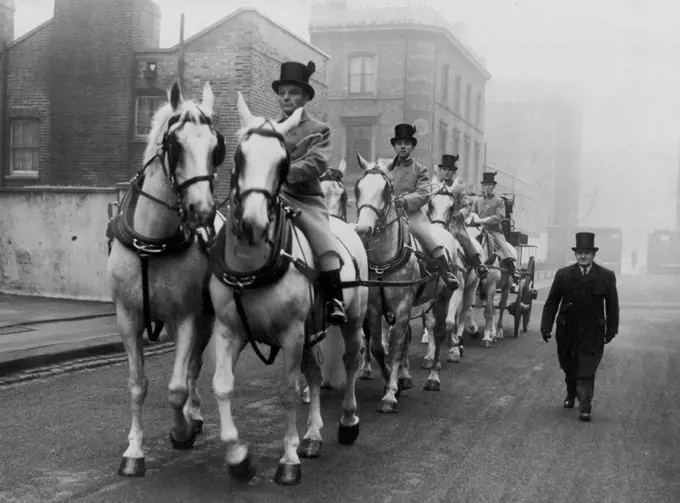 These are the horses which will pull the Queens State Coach at the Coronation and they are undergoing training to keep an even marching pace. January 15, 1953. (Photo by Daily Mail Contract Picture).