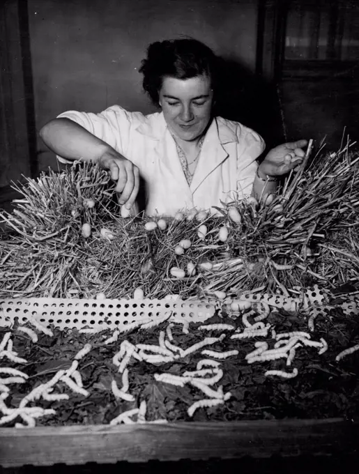 Queen's Coronation Robe May Be Woven From Lulliingstone Silk. Mrs. Edna Clark, of Farningham, Kent, collecting the cocoons at Lullingstone silk farm. The cocoon, containing a mile-and-a-half of silk, takes the worm three days to spin. Silk for the Queen's Coronation robe is likely to come from Zoe Lady Hart Dyke's silkworm farm at Lullingstone Castle, Eynsford, Kent, where this picture has just been taken. Lady Hart Dyke wrote to the Queen offering spun silk from which the Coronation robe could be woven. July 5, 1952.