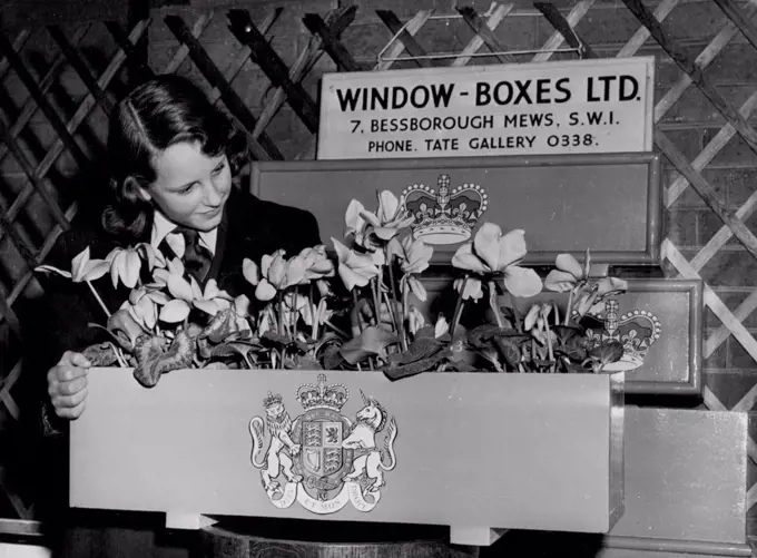 Coronation Window Boxes At the first of the fortnightly Royal Horticultural Society shows held yesterday. These Coronation Window boxes and flower pots were displayed. January 21, 1953. (Photo by Daily Mail Contract Picture).