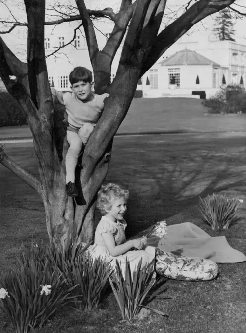 The grounds at Windsor provide plenty of entertainment a tree for Prince Charles and daffodils for Princess Anne. October 18, 1954. (Photo by Lisa).