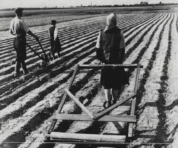 Everywhere in Poland you see men, women and children making human beasts out of themselves to get the crop in the ground. They are planting sugar beets. July 09, 1946.