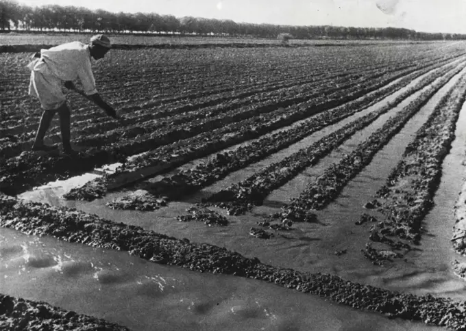 Soviet Kazakhstan -- Watering the collective farm cotton plantations in Southern Kazakhstan. Latest development in cotton growing is coloured cotton being in several tones.
A collective cotton farm: Stalin achieved collectivisation by ruthless force. March 04, 1948. (Photo by Pictorial Press).
