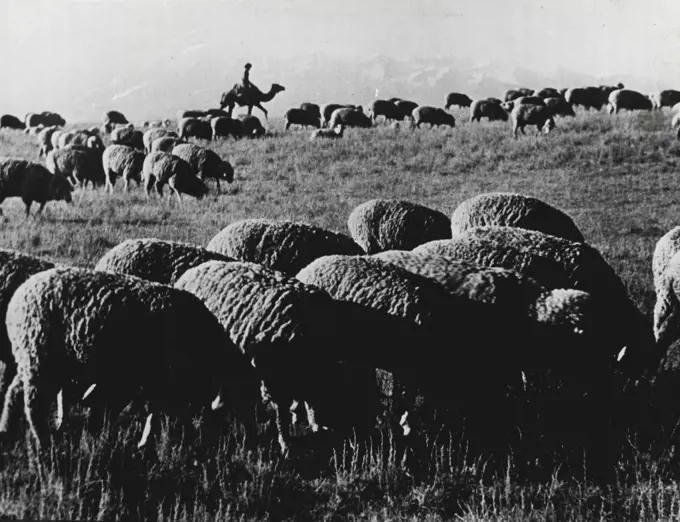 Soviet Kazakhstan -- A Flock of Sheep Pasturing in the Dzhambul District. More than 15 million head of cattle now graze on the rich pasture lands of Kazakhstan. The collective farms have set up over 23,000 livestock breeding ranches. Livestock breeding is an age-old occupation of Kazakh farners, and their fertile grazing grounds together with scientific developments in what the Russians call "zootechnics" ensures a  prosperous future to this branch of Kazakh economy. March 04, 1948. (Photo by Pictorial Press).