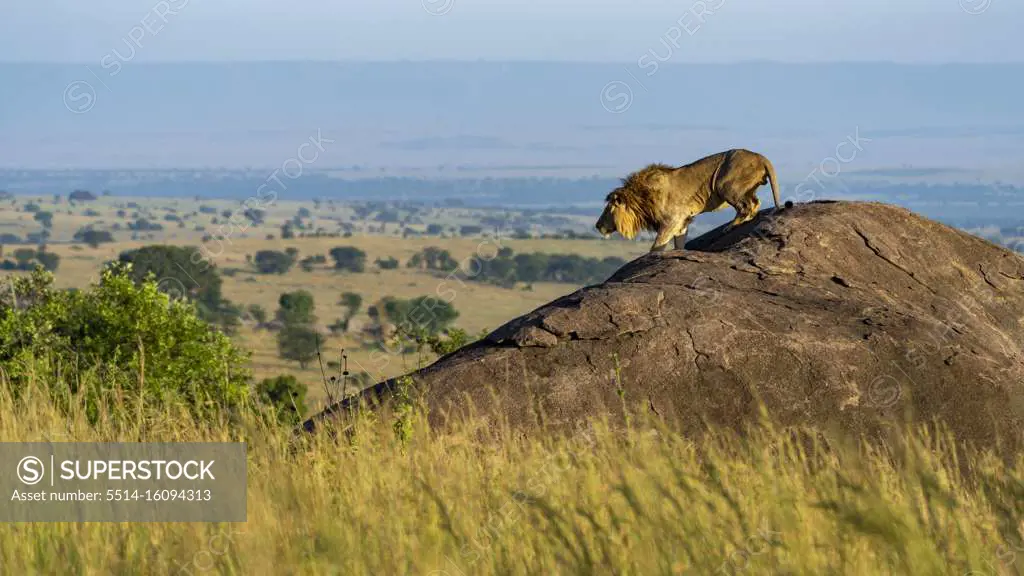 A lion descends from a rock in the early morning
