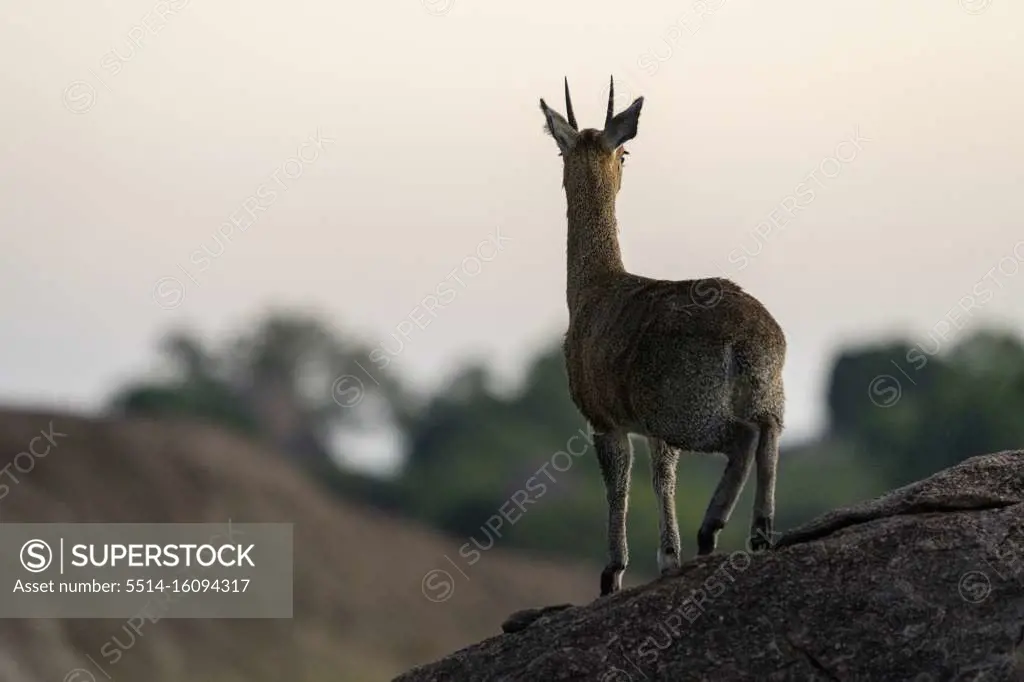 an antelope watches the surroundings from a rock