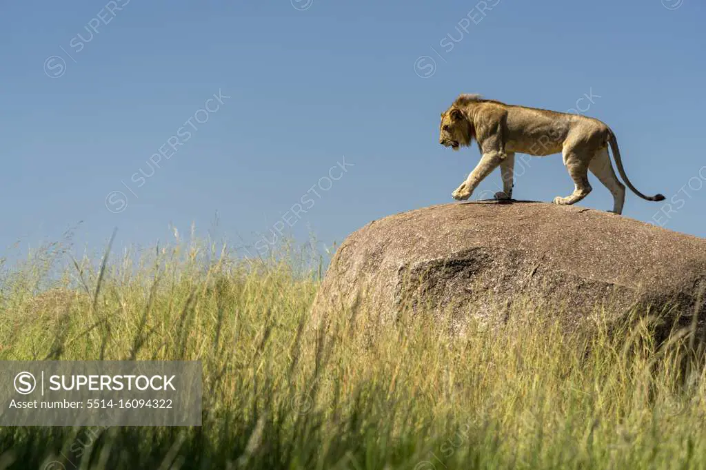 a young male lion walks on a rock surrounded by tall grass