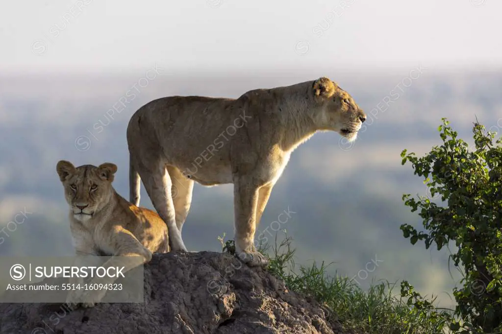 a lioness and her cub scans the surroundings from a mound of earth