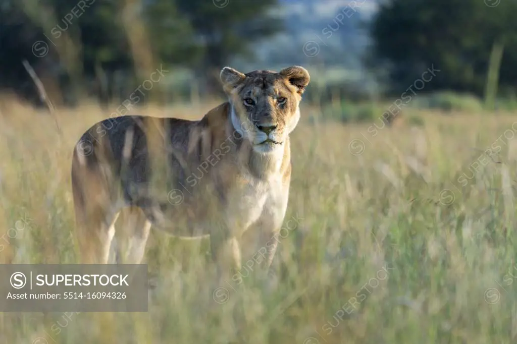 a lioness stands in the tall grass and looks at us