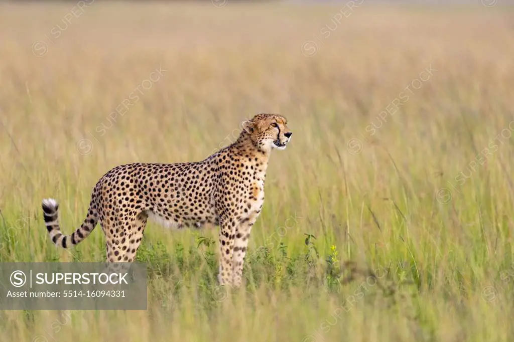 a motionless cheetah scans the horizon
