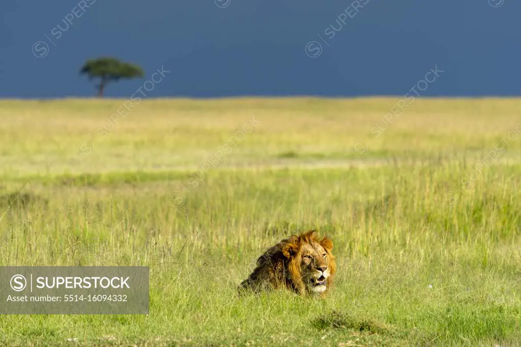 a male lion is resting in the grass of the savannah