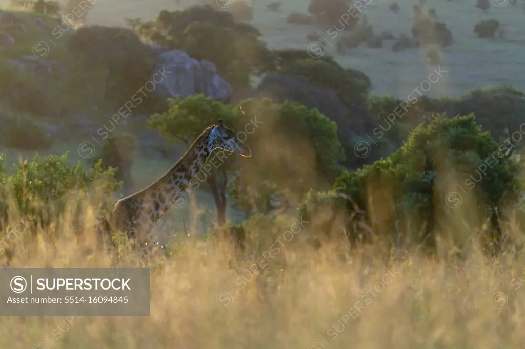 a giraffe walks in the tall grass at sunset