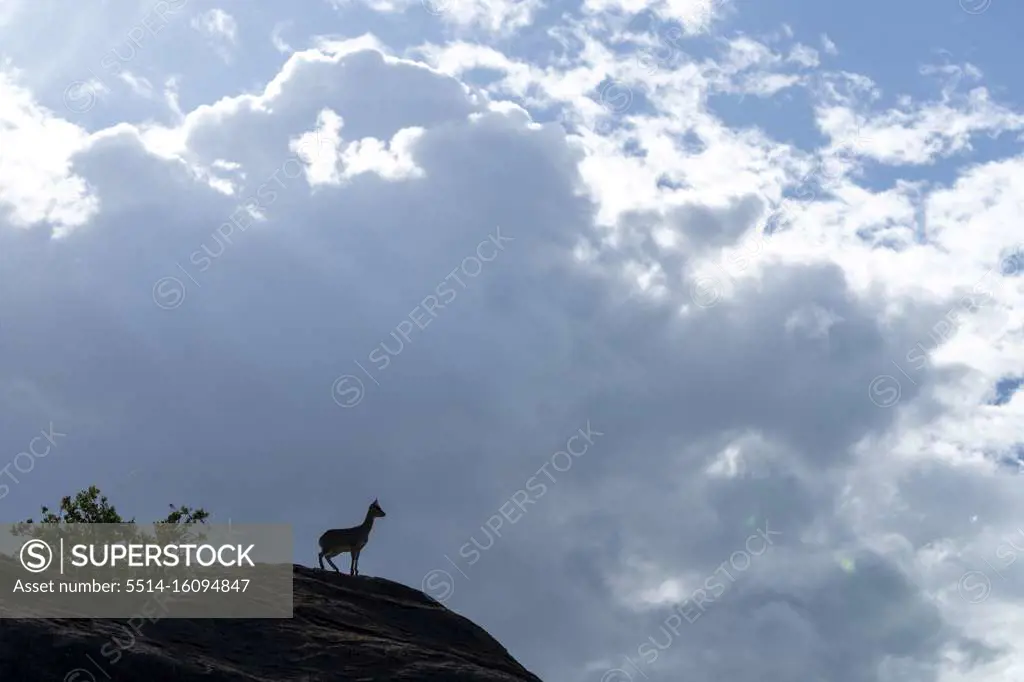 an antelope stands on a rock, scanning the horizon