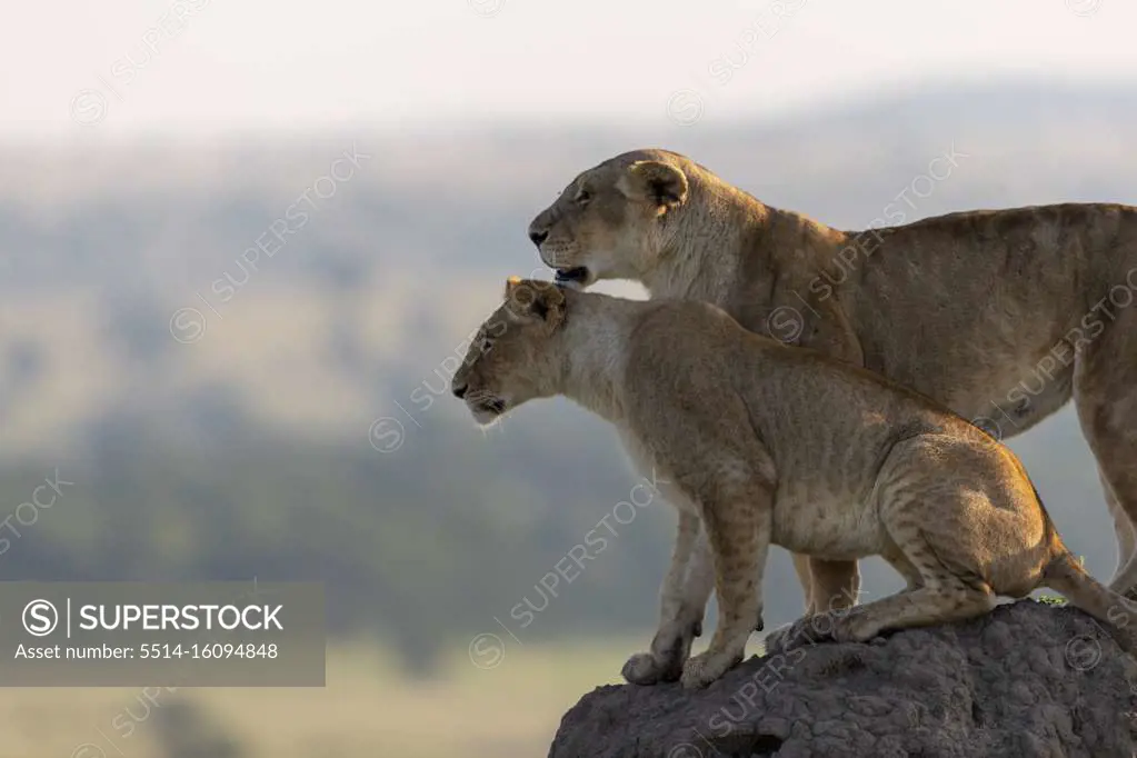 a lioness and her cub scans the horizon from a mound of earth