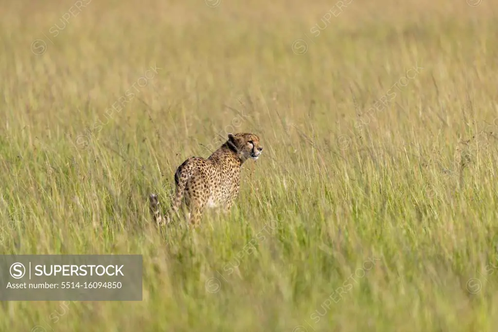 a cheetah walks in tall grass