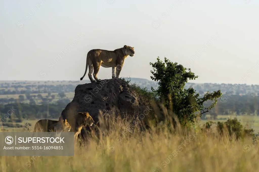 in the early morning light, a group of lion watches the surroundings