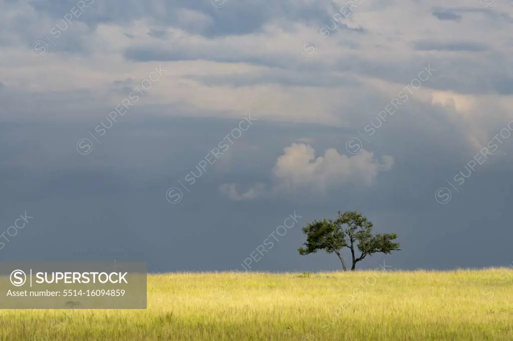 the African savannah under a stormy sky