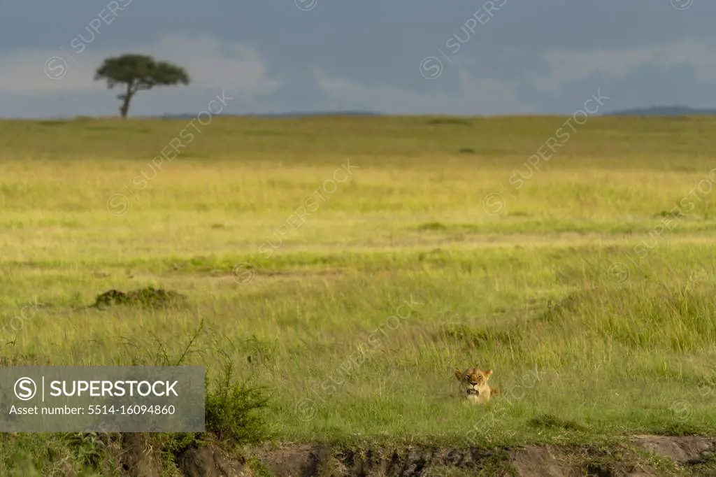 in the late afternoon light, a lioness rests in the grass