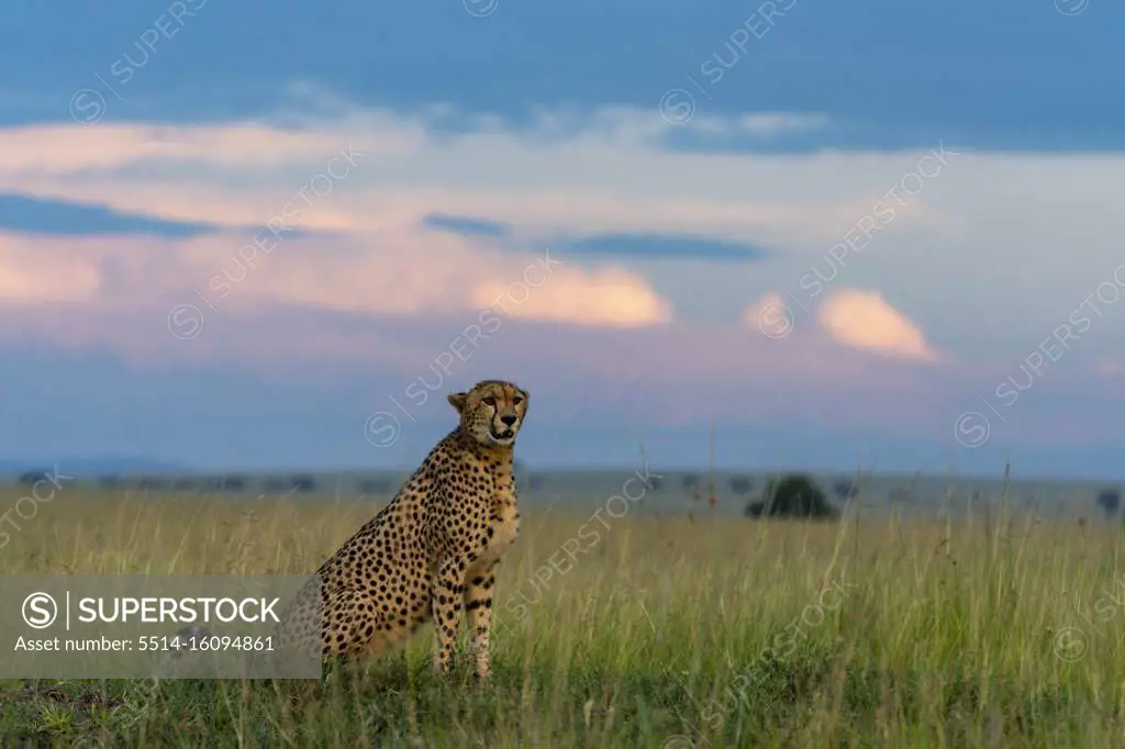 a cheetah sits in the grass and scans the surroundings