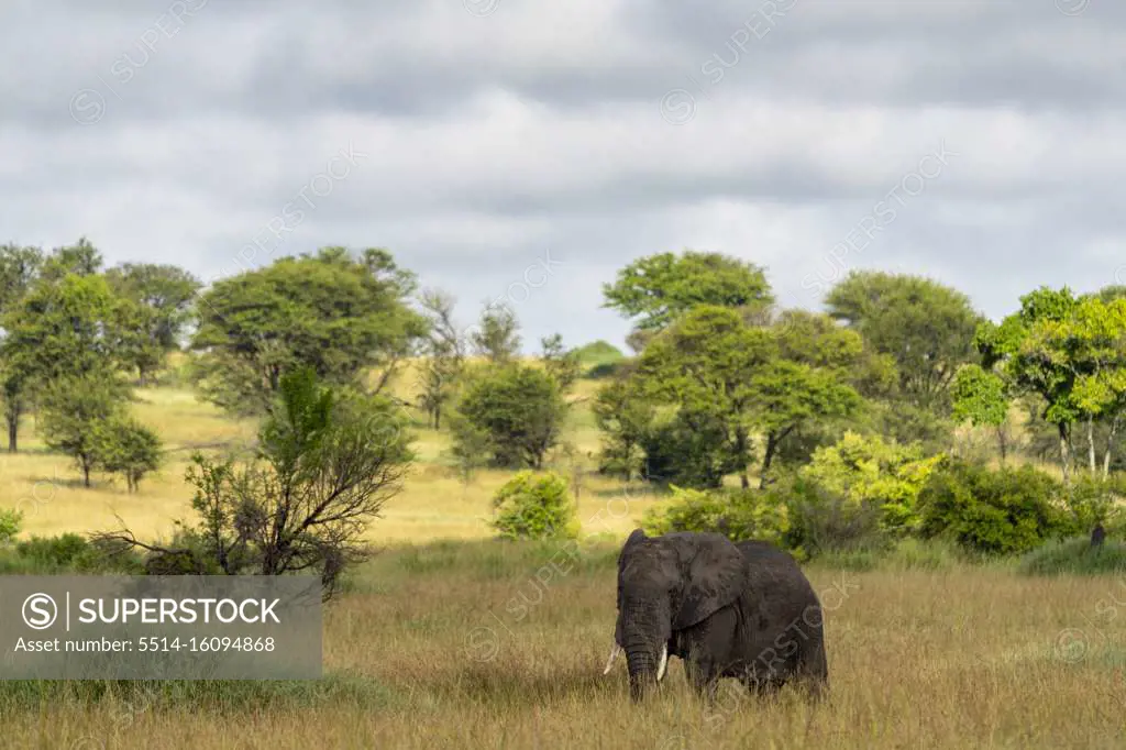 an elephant grazes peacefully in the African plains