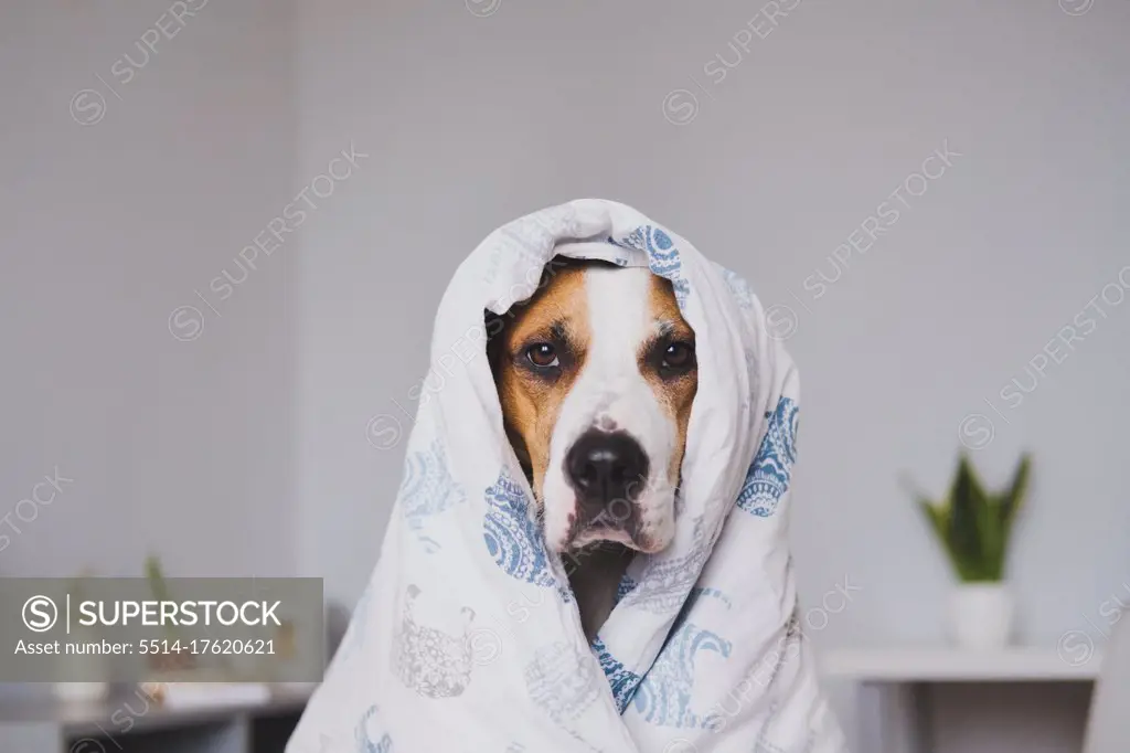 Dog in bedroom wrapped in the throw blanket. Cute staffordshire