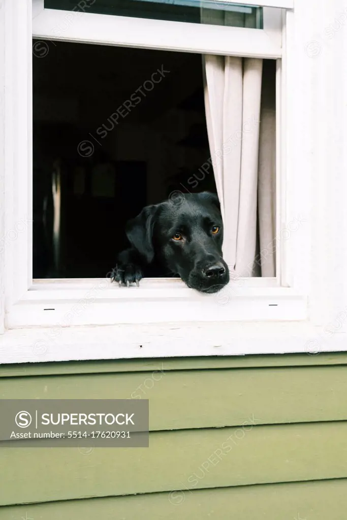 A curious black lab looking out of an open window