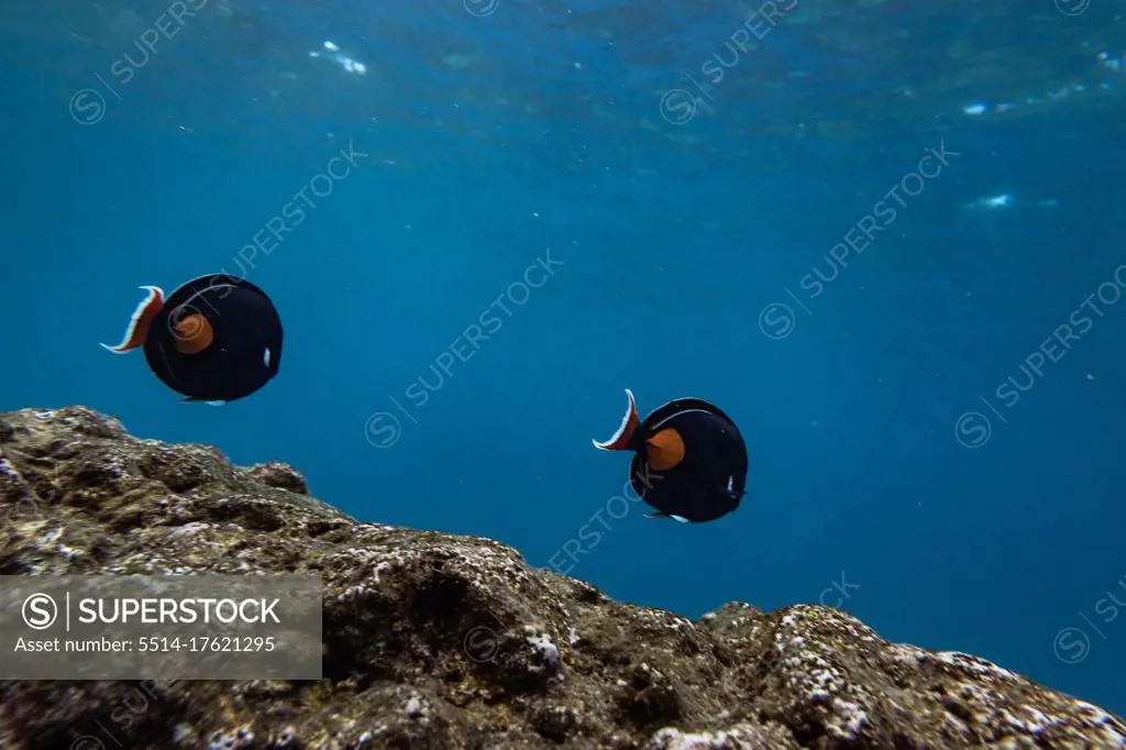 Two fish swim in a row above coral in the clear blue waters of hawaii