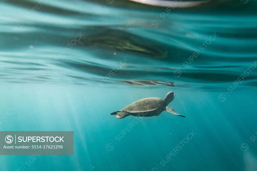 Sea turtle just below the ocean's surface with light streaks