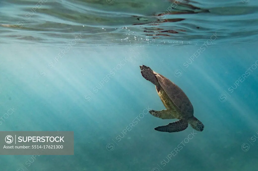 Sea turtle diving down from the surface of the ocean in hawaii