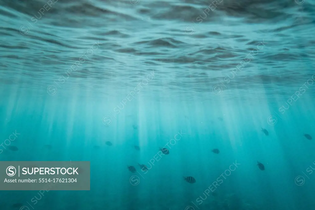 school of fish swim through light streaks under the ocean's surface