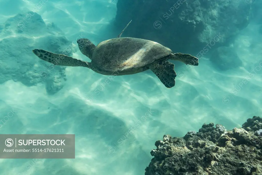 Sea turtle swims towards the ocean floor in hawaii