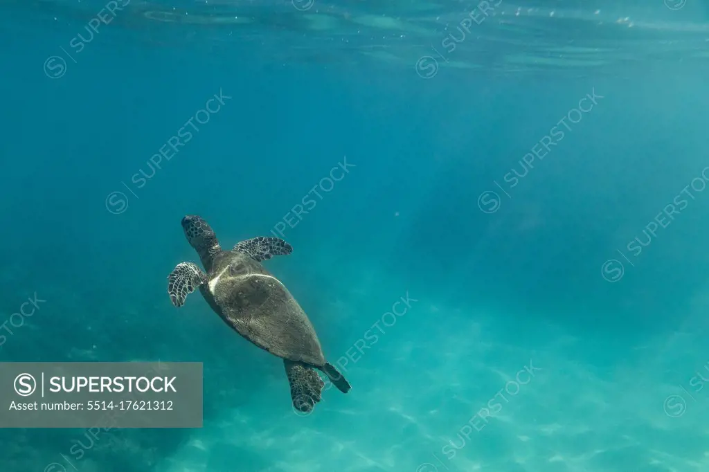 A sea turtle floats to the surf in the teal waters of Oahu, Hawaii