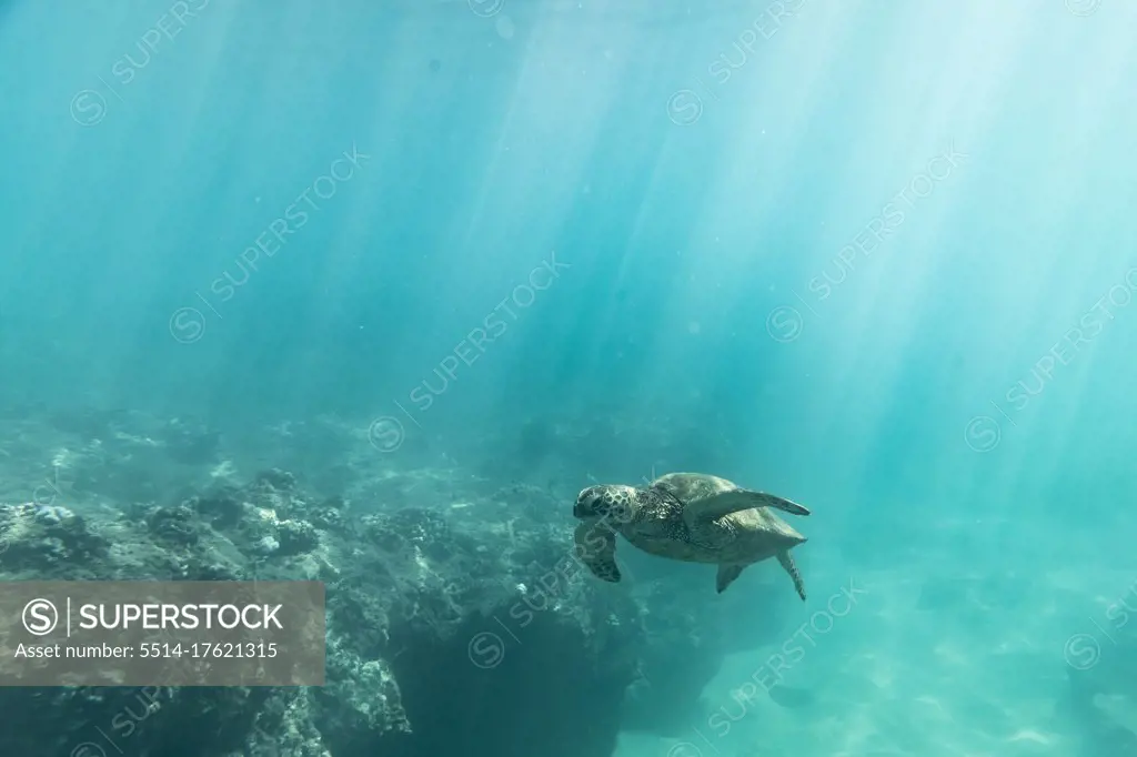 Sea turtle swims through light streaks in the hawaii ocean