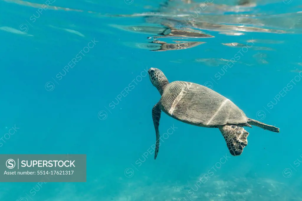 A small sea turtle  swims to the surface of the clear hawaii ocean