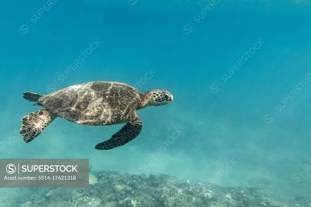 Sea turtle swims through the ocean off Oahu, Hawaii