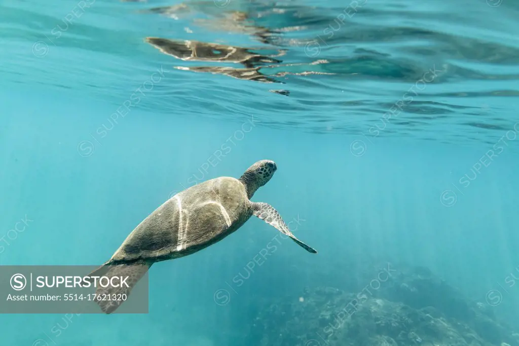 Sea turtle swims to the surface of blue, Hawaiian ocean