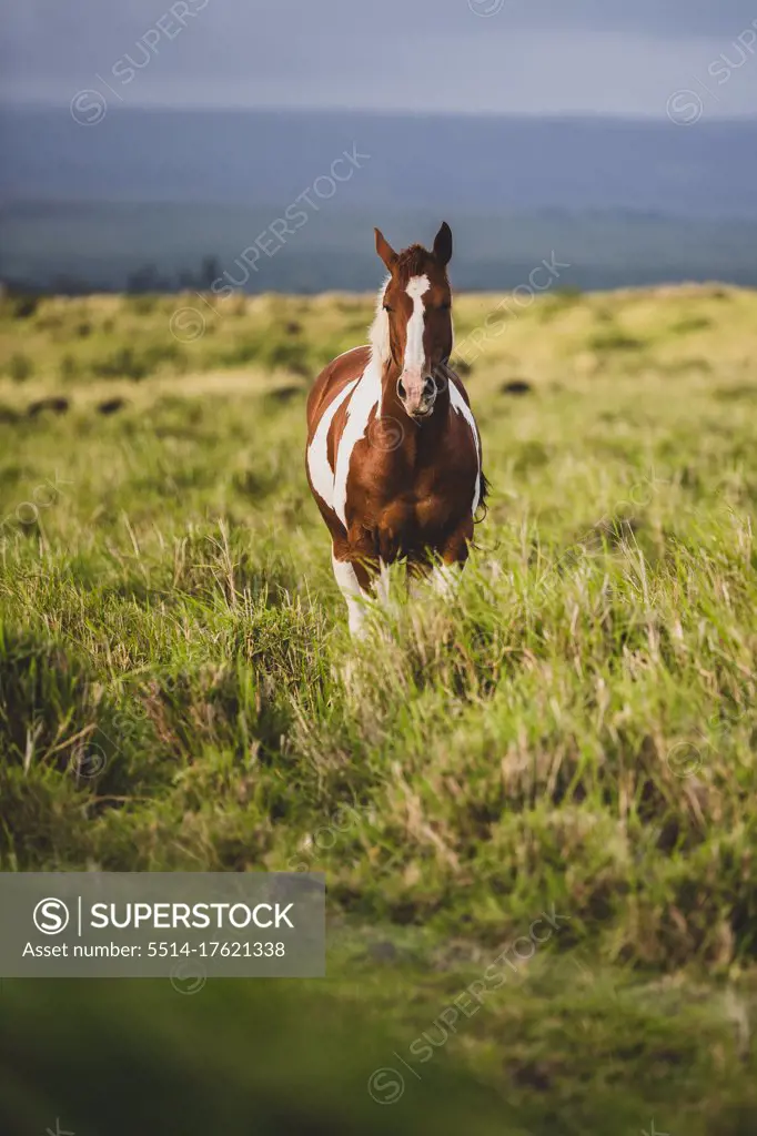 brown and white horse stands in tall grassy field on gloomy day