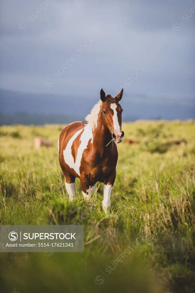 brown and white horse eats grass from a field on stormy day