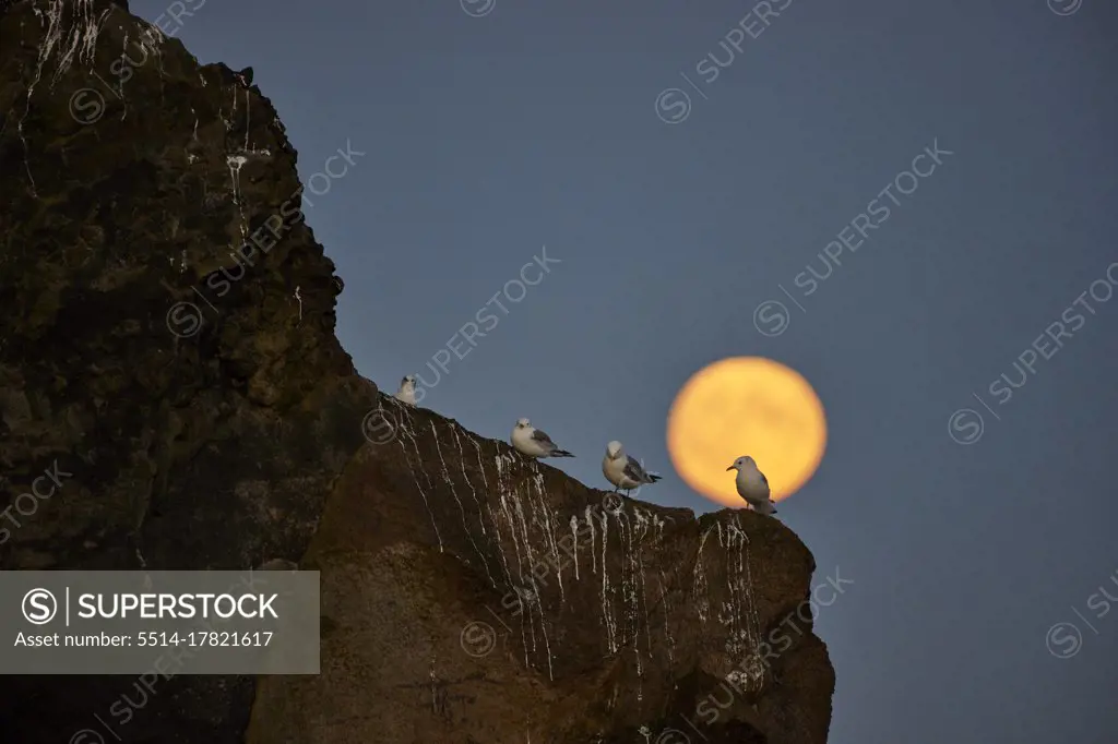 Flock of birds on cliff in evening